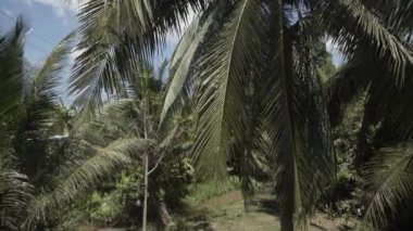 Tropik yağmur ormanı ağaç avuç içi yaz saati Tayland Tayland yağmur ormanları, doğal, açık, su