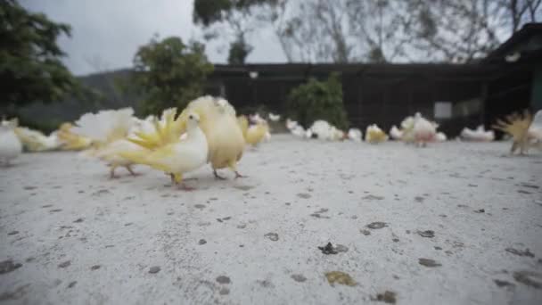 Farbe Taube Vögel Zoo-Design, fliegen, Taube, Symbol, Flügel, Hintergrund — Stockvideo