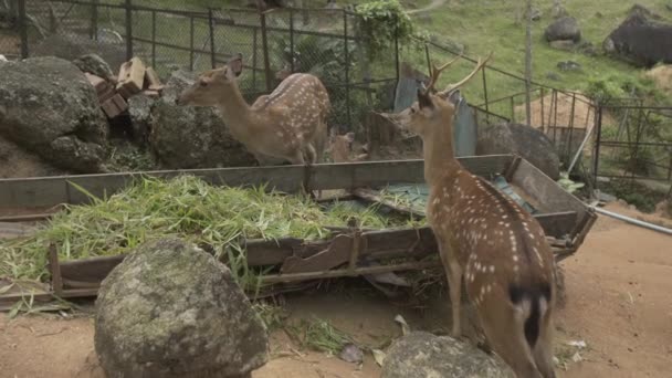 Chevreuil zoo thailand samui animaux nature, faune, chevreuil, mâle, fourrure, chevreuil, capreolus, sauvage, brun 