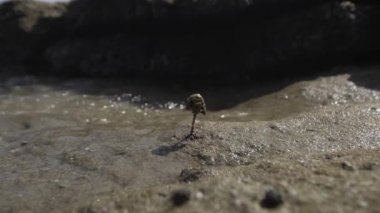 Deniz bitki beach niteliğine deniz, zamansız, su, sanat, bay, peyzaj, okyanus timelapse