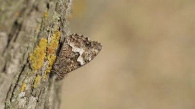 kelebekler bir dağ doğa yeşil ağaçlar bitki, çiçek, hayvan
