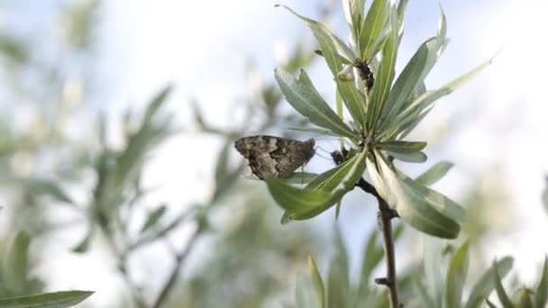 Mariposas en una montaña naturaleza árboles verdes planta, flor, animal — Vídeo de stock