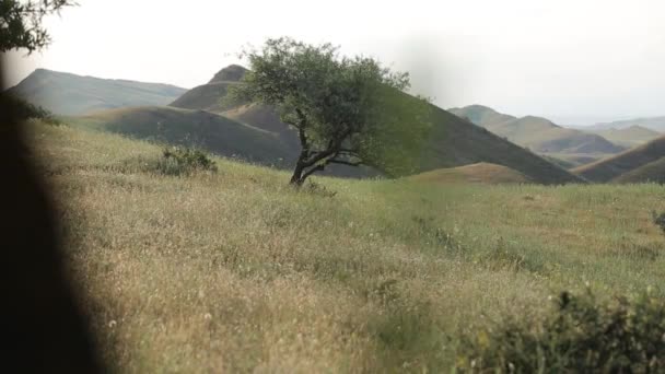 Montañas del Cáucaso belleza caucásica naturaleza georgia animales — Vídeo de stock