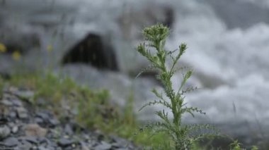 Kafkas Dağları nehir beyaz güzellik doğa Gürcistan hayvanlar waterwall