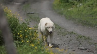 Dağlarda çiçekler yakınındaki yolda yürüyen beyaz köpek