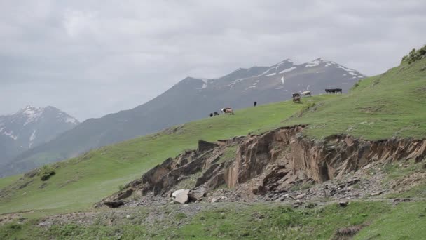 Ένα κοπάδι από αγελάδες Ελμπρούζ στον Καύκασο Γεωργιανά — Αρχείο Βίντεο