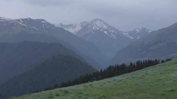 Montañas del Cáucaso belleza caucásica naturaleza georgia animales — Vídeos de Stock