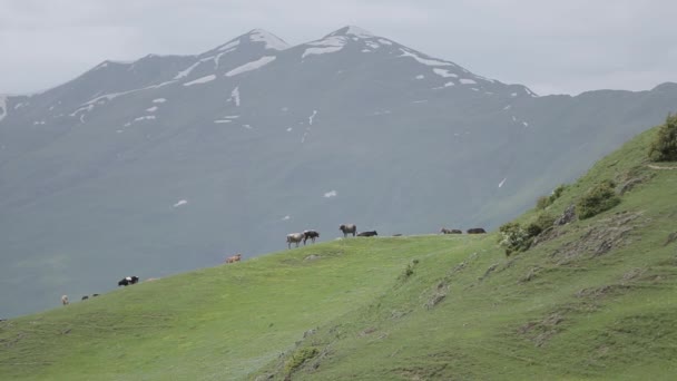 Eine kuhherde im georgischen kaukasus — Stockvideo