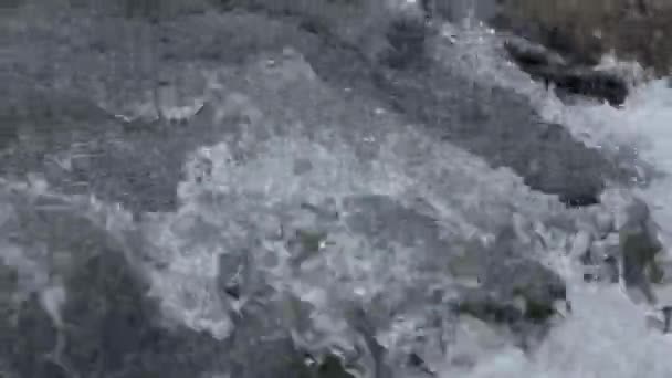 高加索山脉河高加索美女自然佐治亚动物水冷壁爆 — 图库视频影像