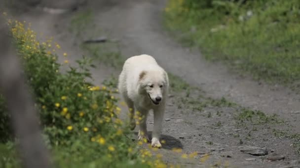 Chien blanc marchant sur la route près des fleurs en montagne 