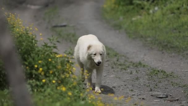Perro blanco caminando por la carretera cerca de las flores en las montañas — Vídeos de Stock