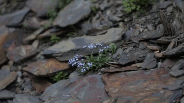 Flowers in the stones flower, nature, white, health, natural, relax, abstract — Stock Video