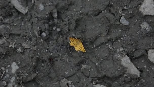 Schmetterling auf schwarzen Steinen Frieden, Frieden, entspannen Insekt, Design — Stockvideo