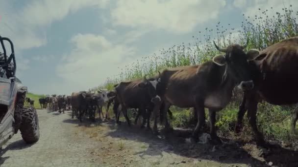 Uma manada de vacas nas montanhas georgianas do Cáucaso — Vídeo de Stock