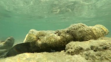 Slowmotion su altında balık Asya Tayland hayvan, su, mavi, balık, okyanus, resif, deniz, tropikal, su