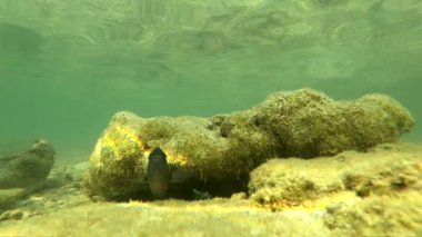 Slowmotion su altında balık Asya Tayland hayvan, su, mavi, balık, okyanus, resif, deniz, tropikal, su