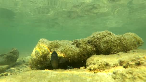 Slowmotion Underwater fish asia thThailand animal, aquatic, blue, fish, ocean, reef, sea, tropical, water — стоковое видео