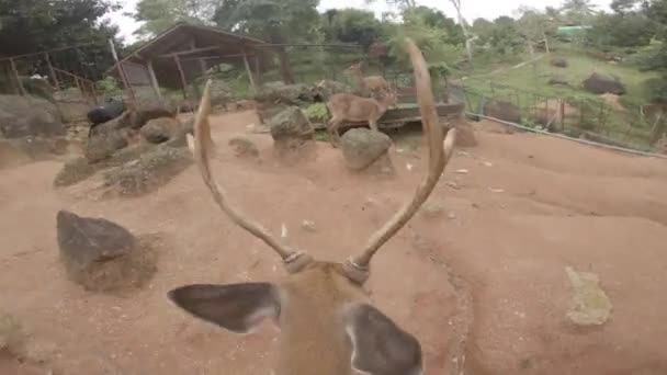 鹿在动物园狂放, 例证, 哺乳动物, 野生动物, 背景, 自然, — 图库视频影像