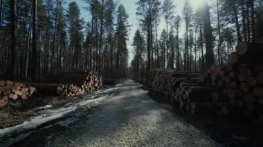 Çam günlükleri orman panoları oduncu adam zararlılarına iş orman yolu