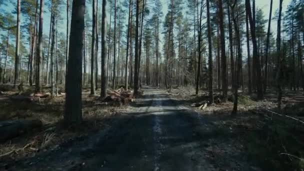 Troncos de pino madereros madereros madereros leñadores trabajo camino forestal — Vídeos de Stock