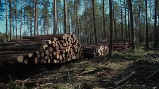 Лесные доски из сосны лесорубы лесорубы лесорубы работают на лесной дороге — стоковое видео