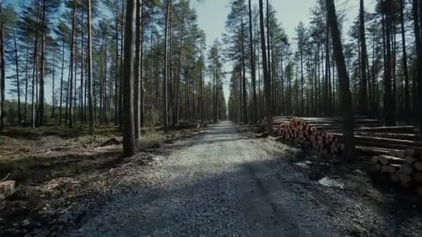 Kiefernstämme Forstbretter Holzfäller Holzfäller Holzfäller arbeiten Waldweg — Stockvideo