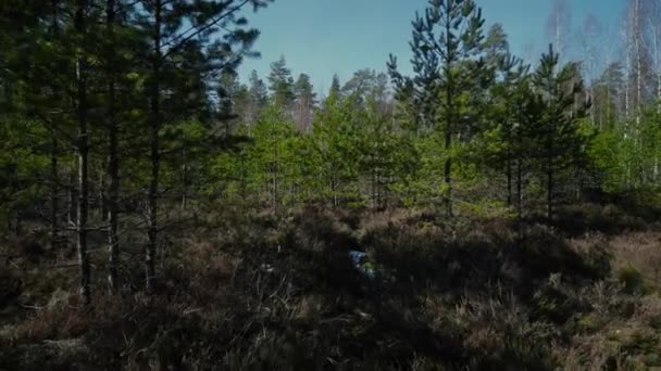 Våren tallskog grön, natur, Utomhus, träd, vacker, våren, miljö, naturliga — Stockvideo