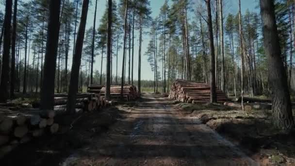 Kiefernstämme Forstbretter Holzfäller Holzfäller Holzfäller arbeiten Waldweg — Stockvideo