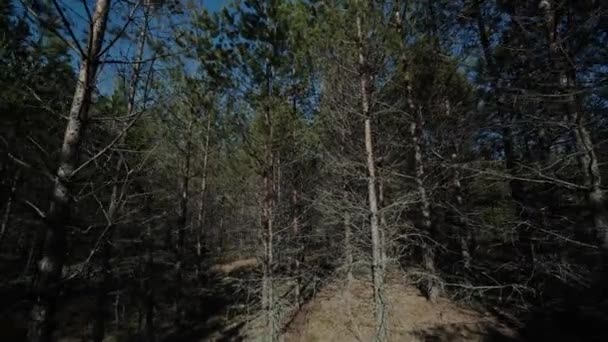 Bosque de pino de primavera verde, naturaleza, aire libre, árbol, hermoso, primavera, medio ambiente, natural — Vídeo de stock