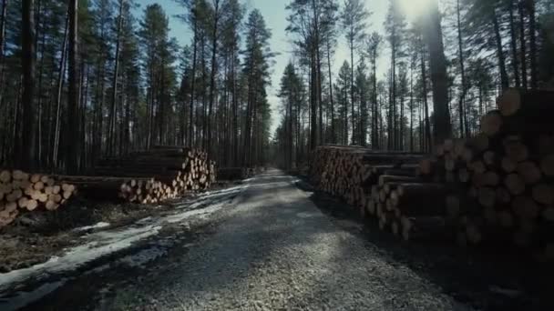 Pine logs forest boards lumberjack feller loggers work forest road — Stock Video