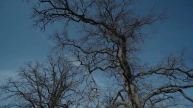 Eski çam ağacı yaprakları mavi gökyüzü epik çekim olmadan