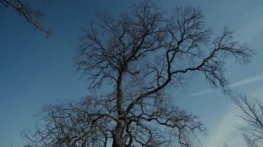 Eski çam ağacı yaprakları mavi gökyüzü epik çekim olmadan