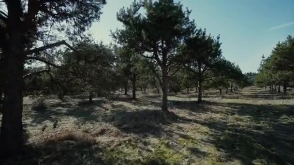 Joven bosque libre de pino día soleado luces cámara lenta, árboles, cielo — Vídeos de Stock