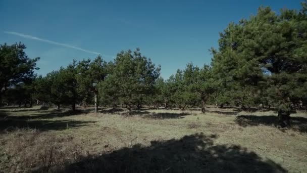 Joven bosque libre de pino día soleado luces cámara lenta, árboles, cielo — Vídeo de stock