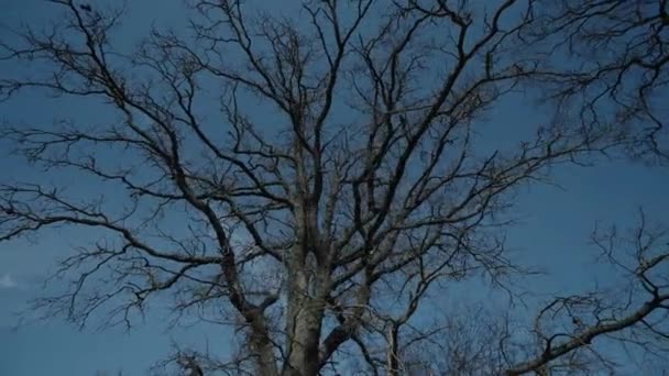 Vieil arbre sans feuilles ciel bleu pousse épique — Video