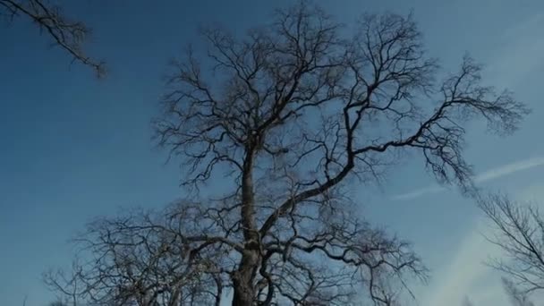 Vieil arbre sans feuilles ciel bleu pousse épique 