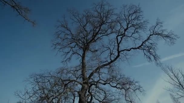 Árbol viejo sin hojas cielo azul brote épico — Vídeos de Stock