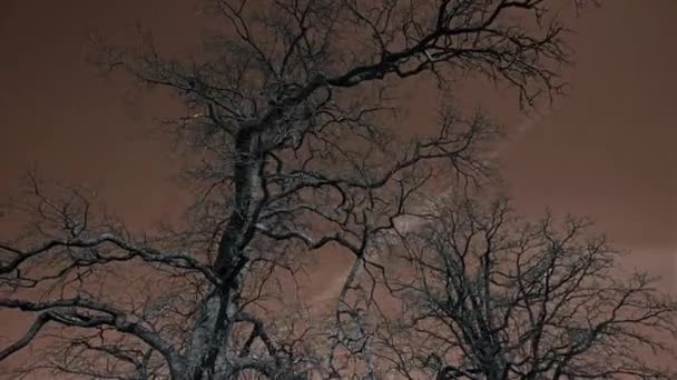 Couleur Modifier Vieil arbre sans feuilles ciel bleu pousse épique 