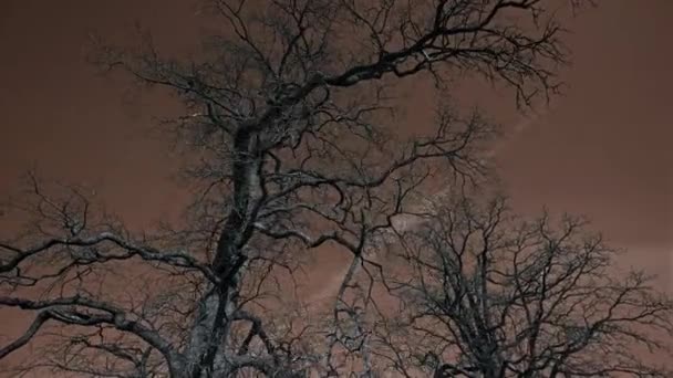 Color Editar Árbol viejo sin hojas cielo azul brote épico — Vídeos de Stock