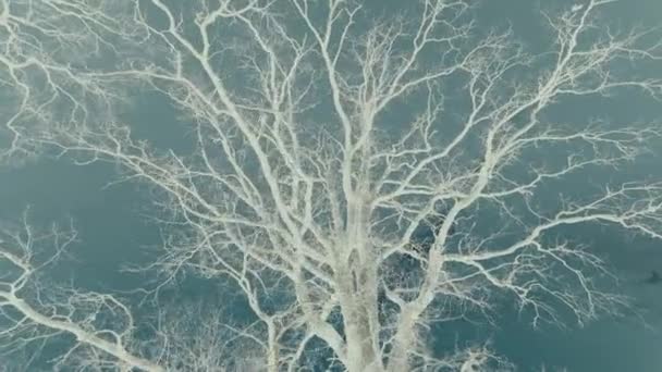 Farbbearbeitung alter Baum ohne Blätter blauer Himmel epischer Trieb — Stockvideo