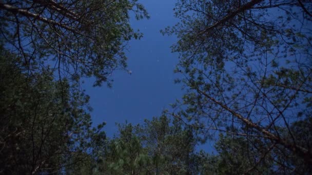 Bosque Timelepse Pinos Estrellas cielo Timelapse movimiento, naturaleza profunda — Vídeo de stock