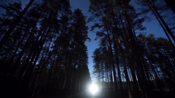 Wald Timelepse Kiefern Sterne Himmel Zeitraffer Bewegung, tiefe Natur — Stockvideo