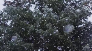 Kar kar yağışı Ladin Çam ormanı harikalar düşüyor, kış