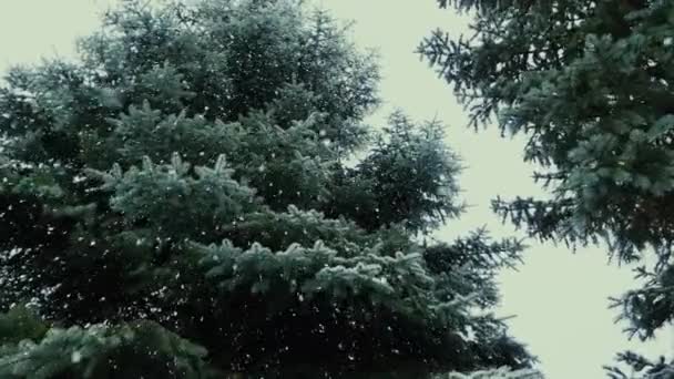 Neve che cade nel paese delle meraviglie della pineta di abete rosso, inverno — Video Stock