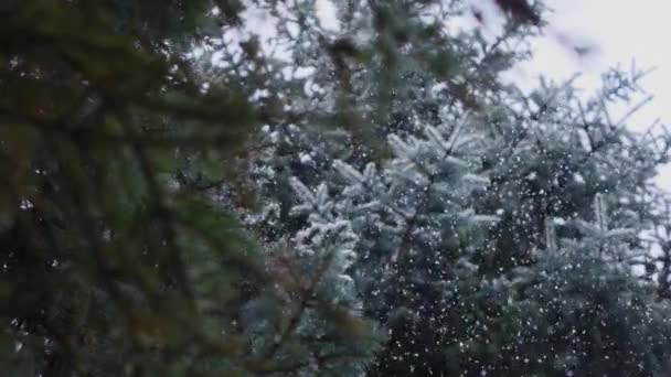 Neve che cade nel paese delle meraviglie della pineta di abete rosso, inverno — Video Stock