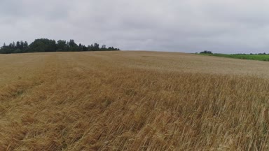 Tarım, hava manzara, gökyüzü sarı alan drone uçuş, Tarım çiftliği,