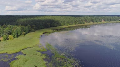 Göl nilüferler deniz yosunu drone uçuş ve çam ormanı