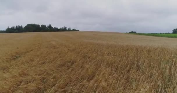 Sárga mező drone repülés, mezőgazdasági farm, gazdálkodás, légi táj, ég — Stock videók