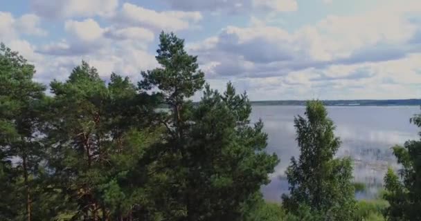 Pine lake drone flight bove, landscape, nature, aerial, forest, blue, pine, background, beautiful — Stock Video