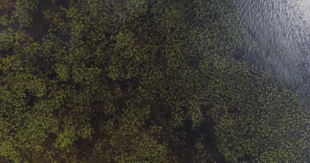 Lago Agua lirios algas drone vuelo y bosque de pinos — Vídeo de stock